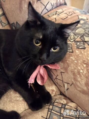 Кот бесплатно в добрые руки