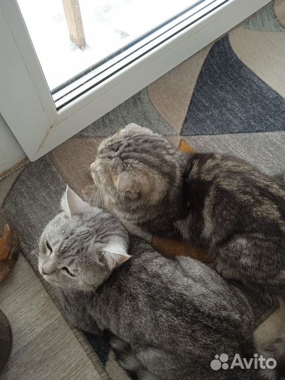 Пропали коты