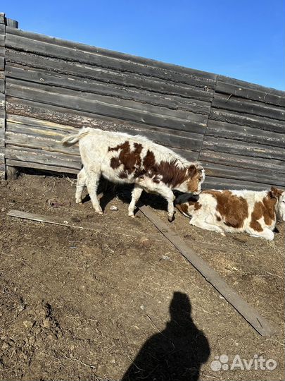 Бычки и быки