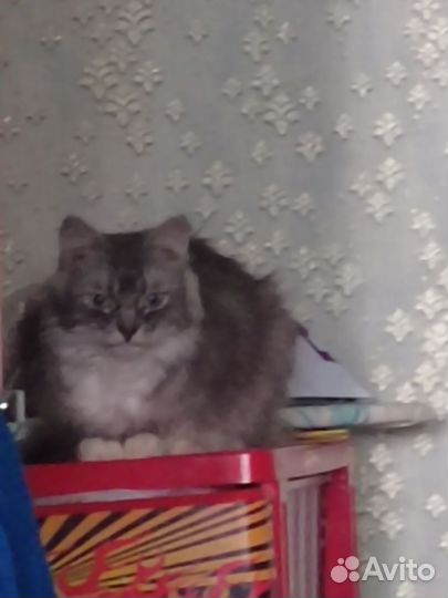Кошку в добрые руки