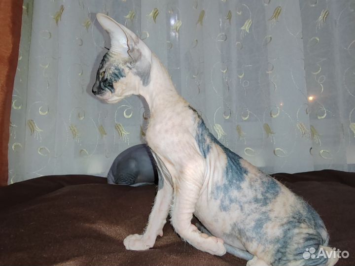 Донской сфинкс котята