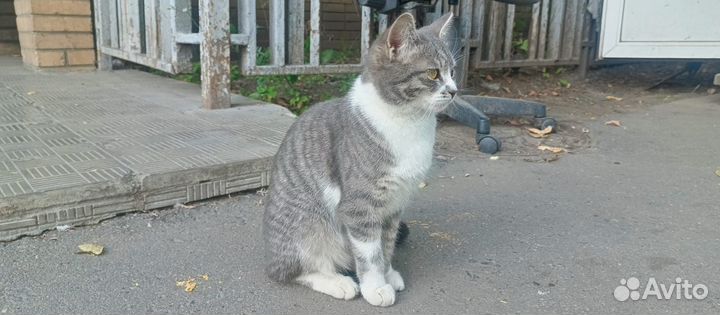 Кошку подбросили на работу