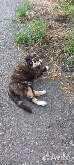 Отдам в добрые руки