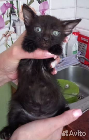Отдам котят