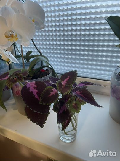 Отростки колеуса