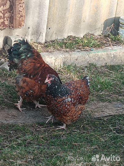 Куры орпингтон