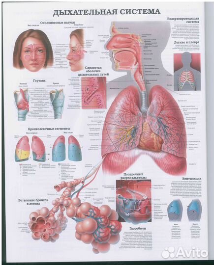 Большой атлас анатомии человека зубы волосы кости