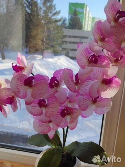 Орхидеи не живые большой выбор