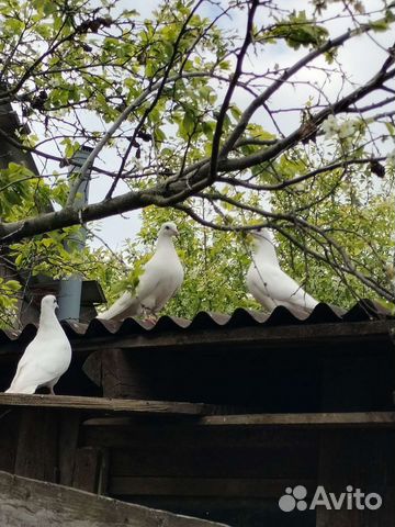 Продажа голубей