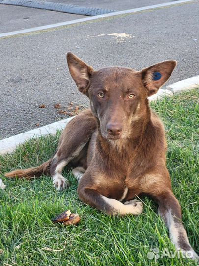 Пёс после отлова ищет дом