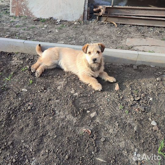 Щенок в добрые руки