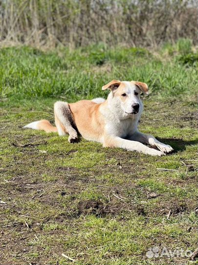 Собака в добрые руки