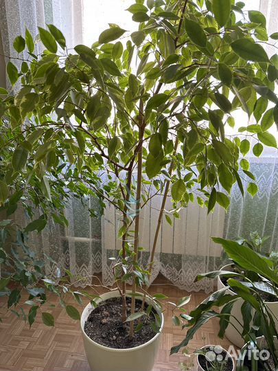 Фикус бенджамина