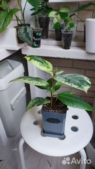 Фикус Шривериана и Мокламе