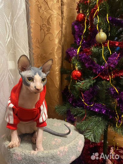 Канадский сфинкс котенок