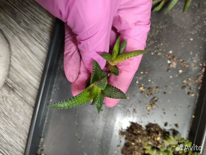 Суккуленты