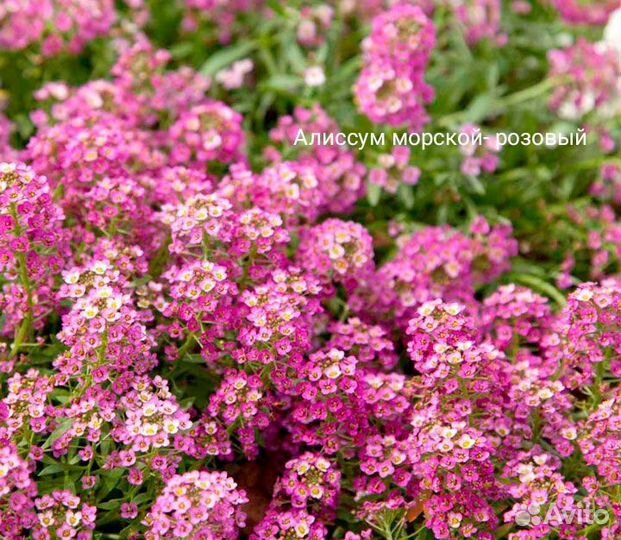 Алиссум семена многолетний разные сорта