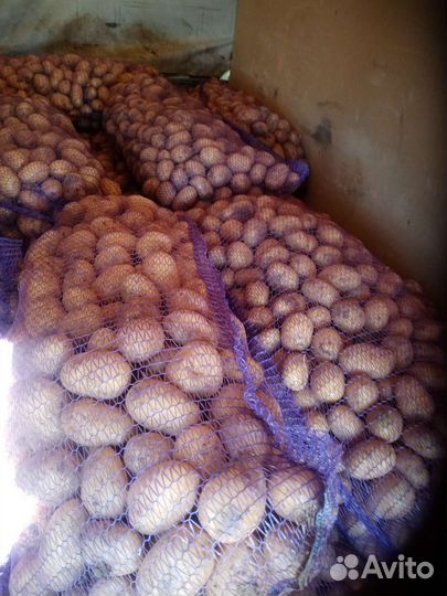 Продам картофель