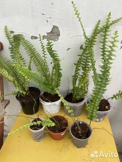 Папоротник цаеты комнатные