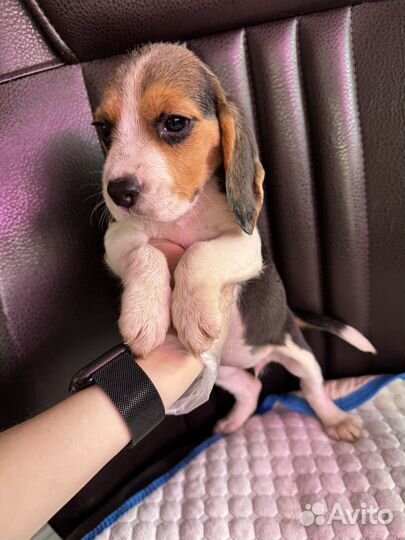 Щенки бигль