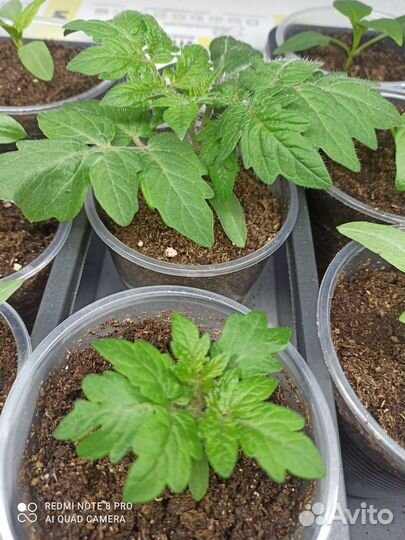 Рассада помидор