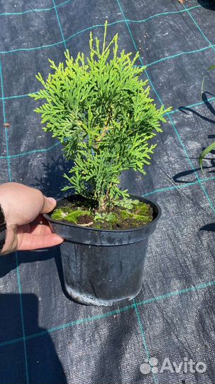 Туя смарагд