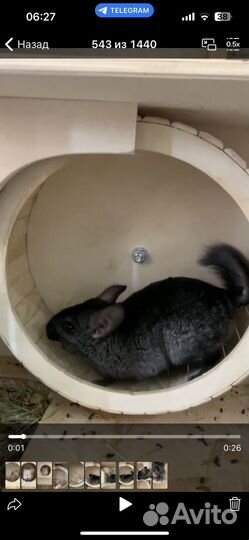 Шиншилла девочка