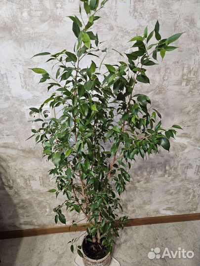 Фикус Бенджамина большой