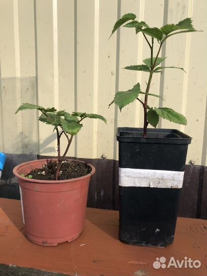 Саженцы ежевики Полар