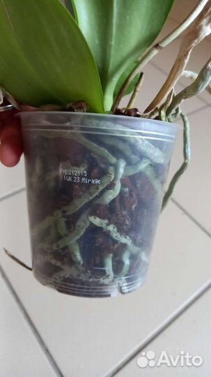 Орхидея фаленопсис