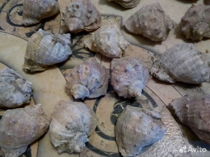 Ракушки новые