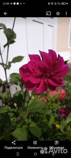 Георгины клубни