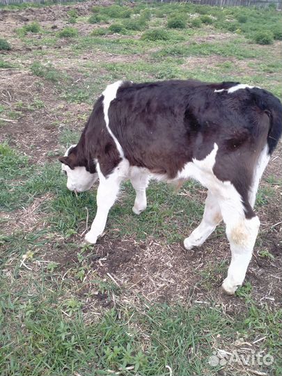 Телята бычки