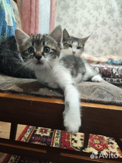 Котенок в хорошие руки