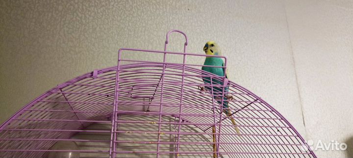 Пара волнистых попугайчиков