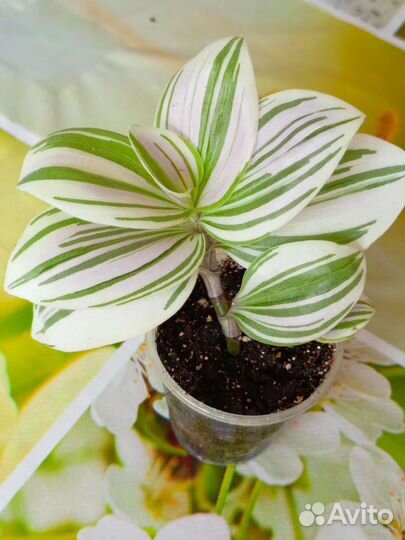 Традесканция белая зебрина