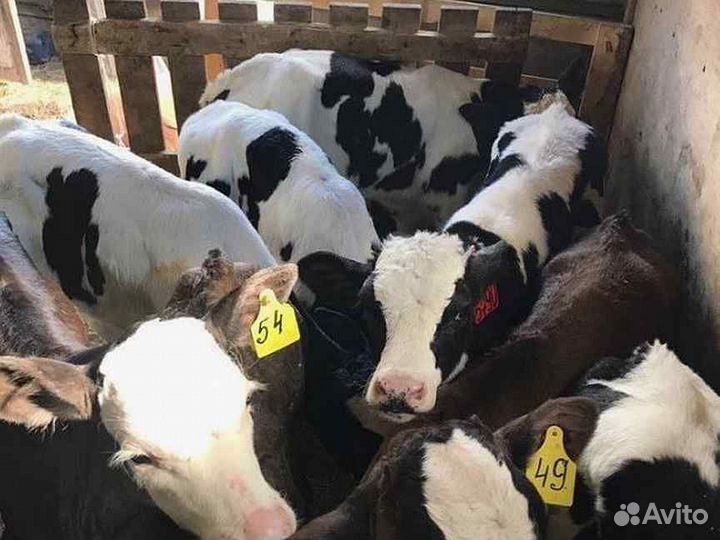 Телята бычки 3-4 мес, отпоенные. Доставка
