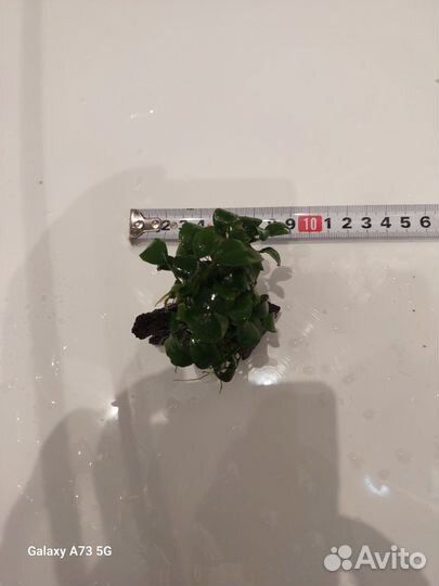 Аквариумные растения