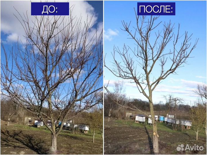 Обрезка плодовых деревьев, формирование растений