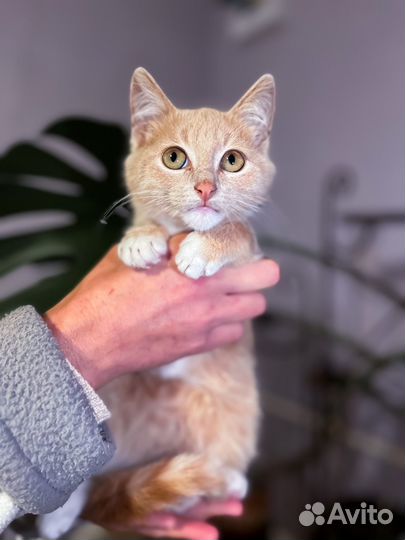 Котенок Пряник (3 мес) ищет дом
