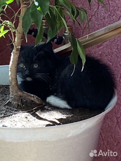 Котята
