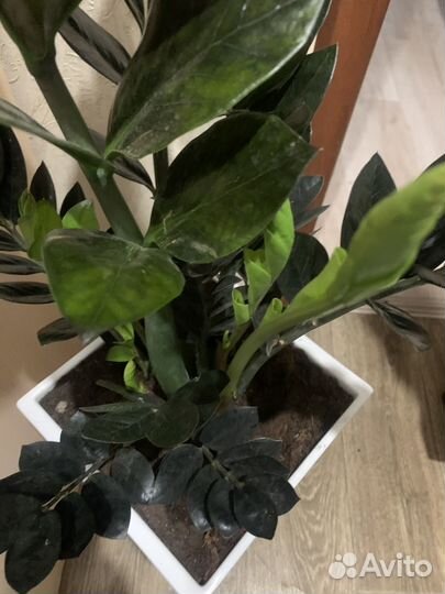 Красавчик Замиокулькас Черный ревень