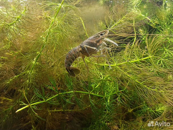 Водоросли для пруда - Роголистник