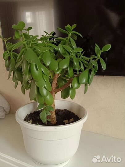 Толстянка, денежное дерево