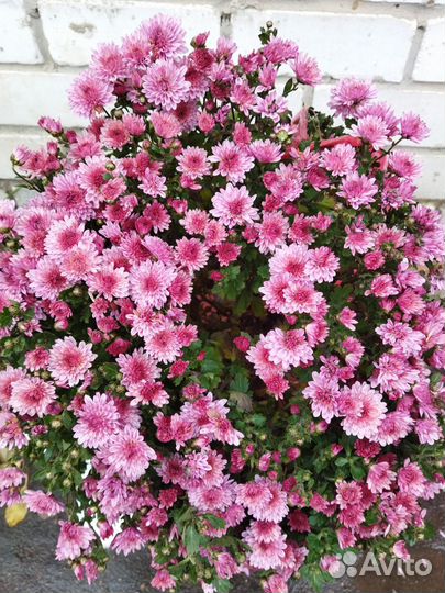 Хризантема мультифлора