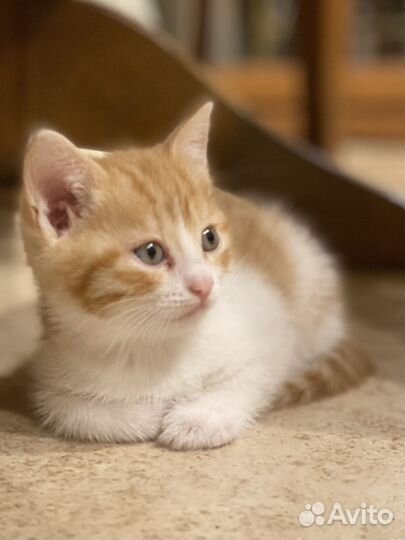 Рыжий котенок Девочка