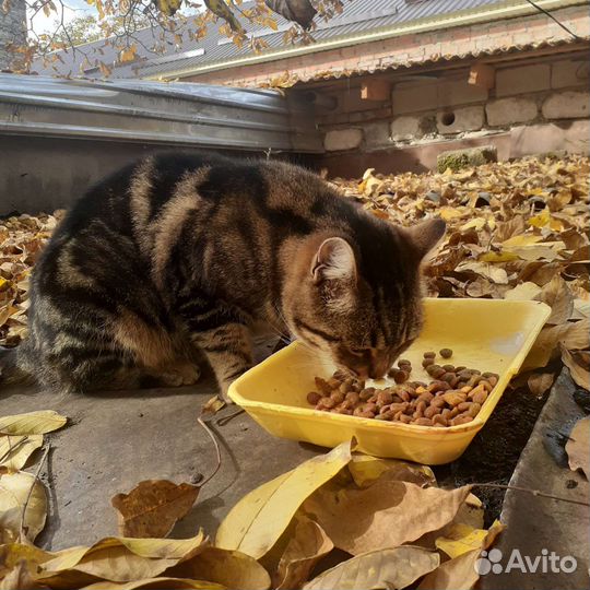 Бенгалочка