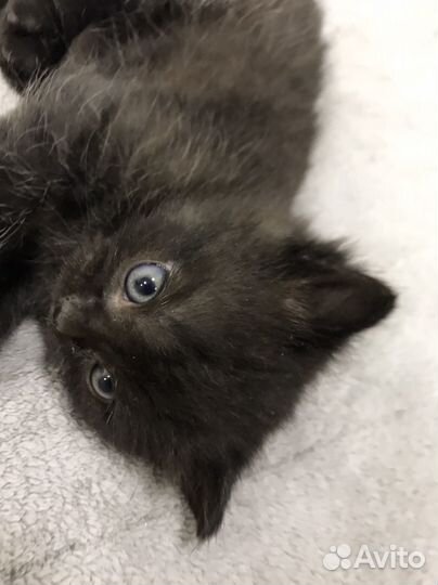 Отдаем котят