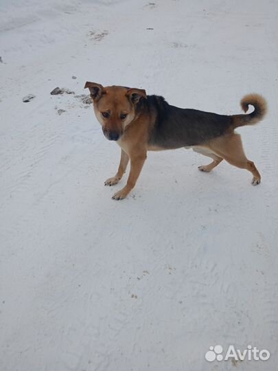 Собака мальчик