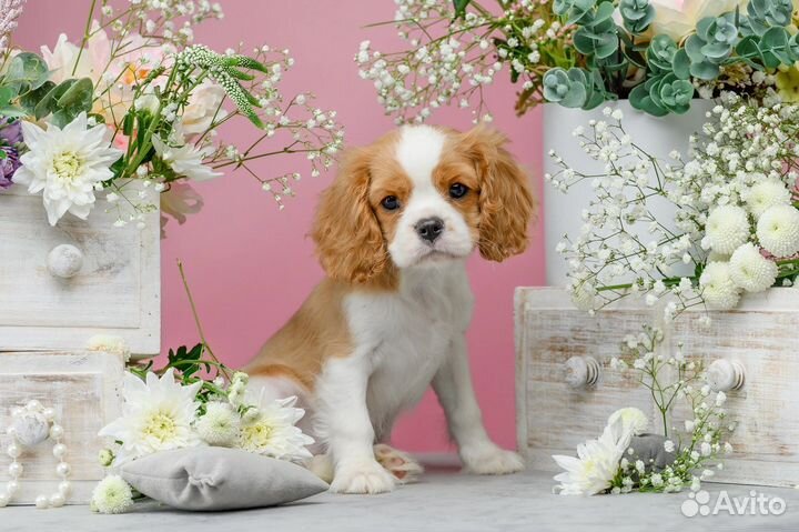Кавалер Кинг чарльз спаниель девочка